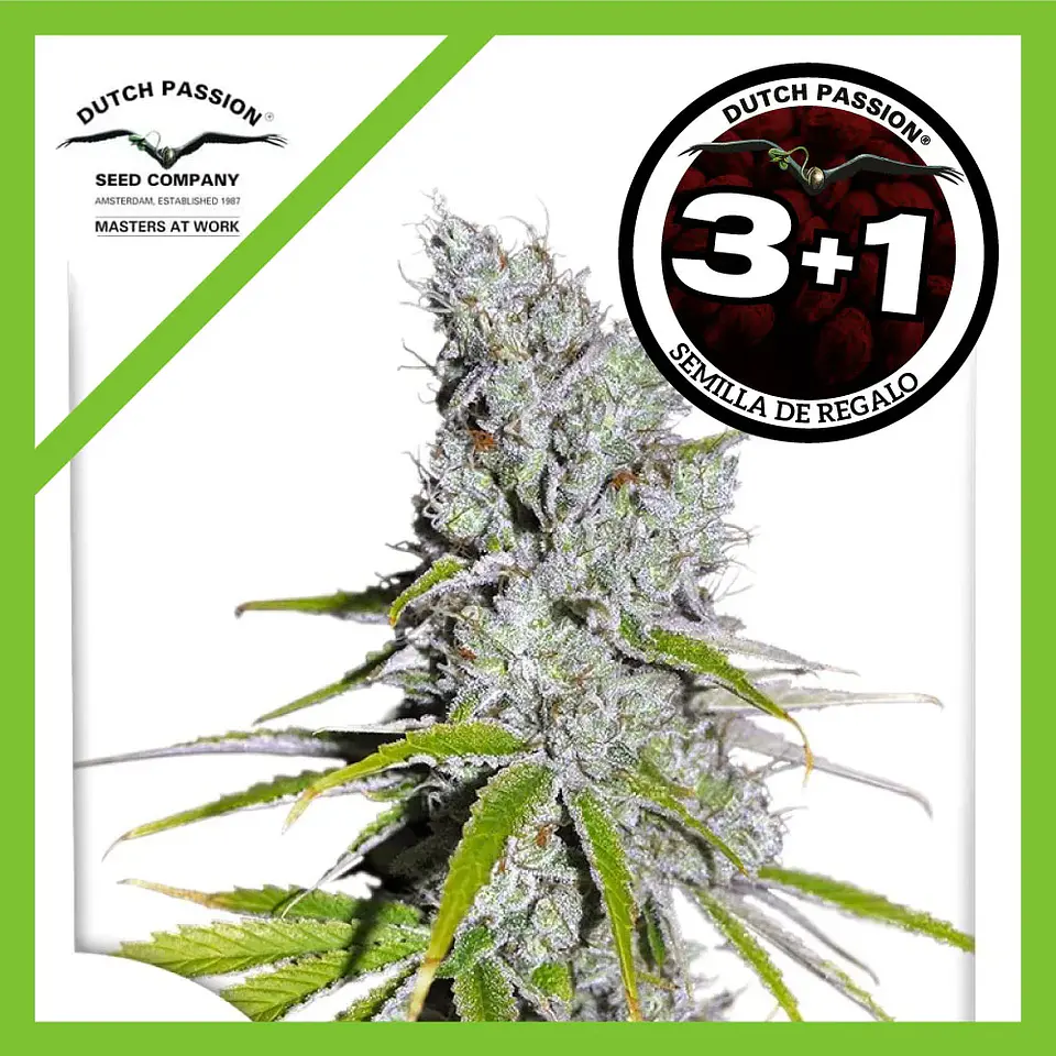 Skunk Haze Cbd Fem -Dutch Passion X3+1 1
