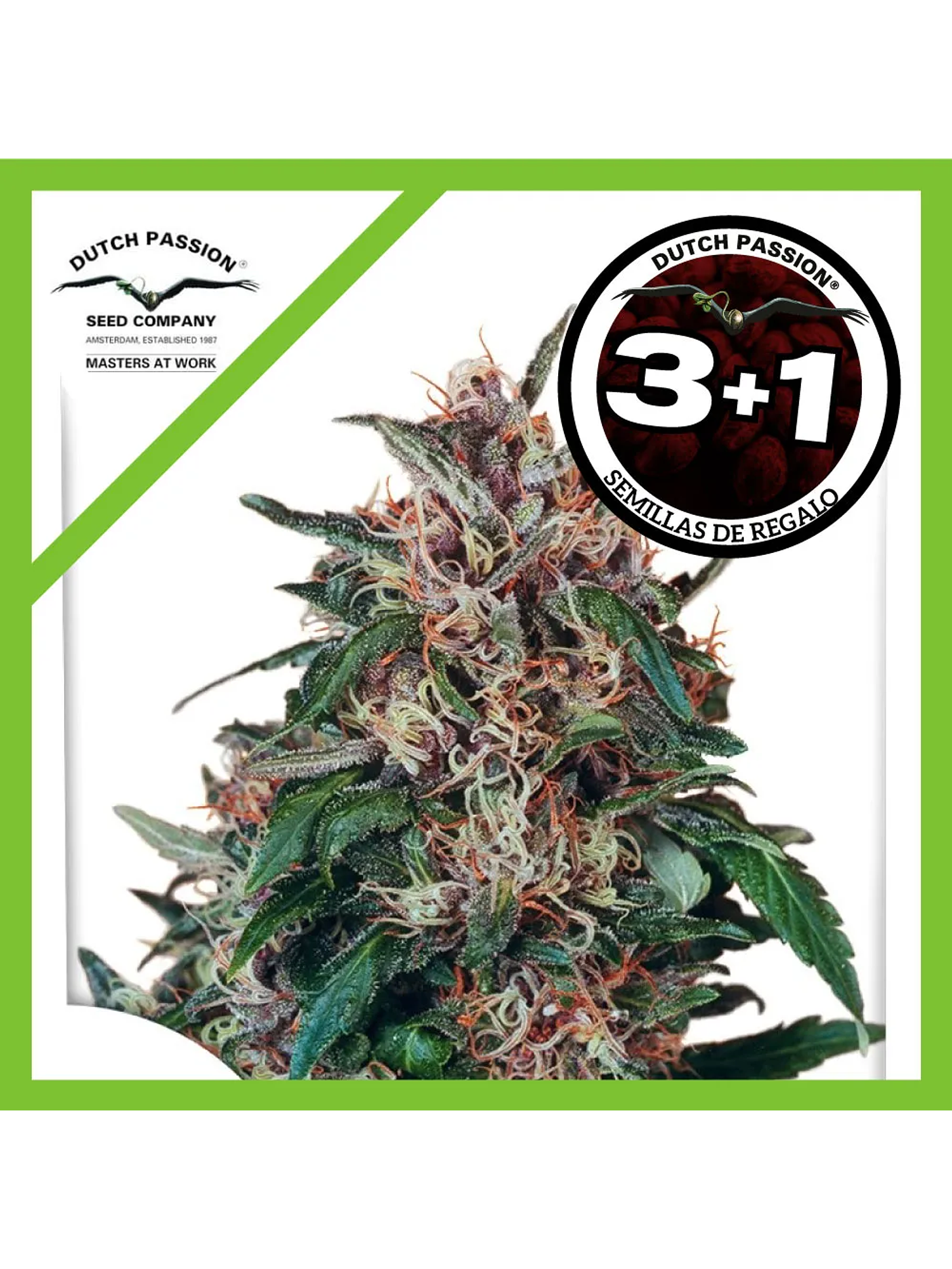 Hollands Hope Fem -Dutch Passion (X3/X3+1) 2