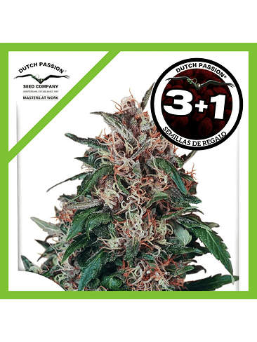 Hollands Hope Fem X3-Dutch Passion 2