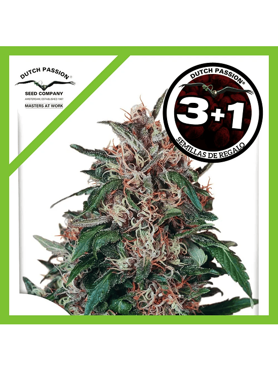 Hollands Hope Fem X3-Dutch Passion 2