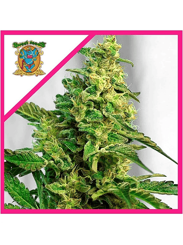 Green Poison Fem® X25-Sweet Seeds 5