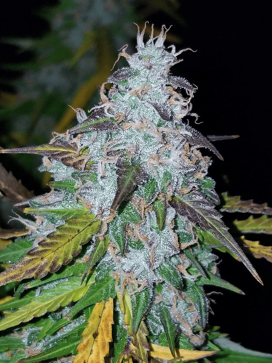Californian Snow Auto X1-Fast Buds 2