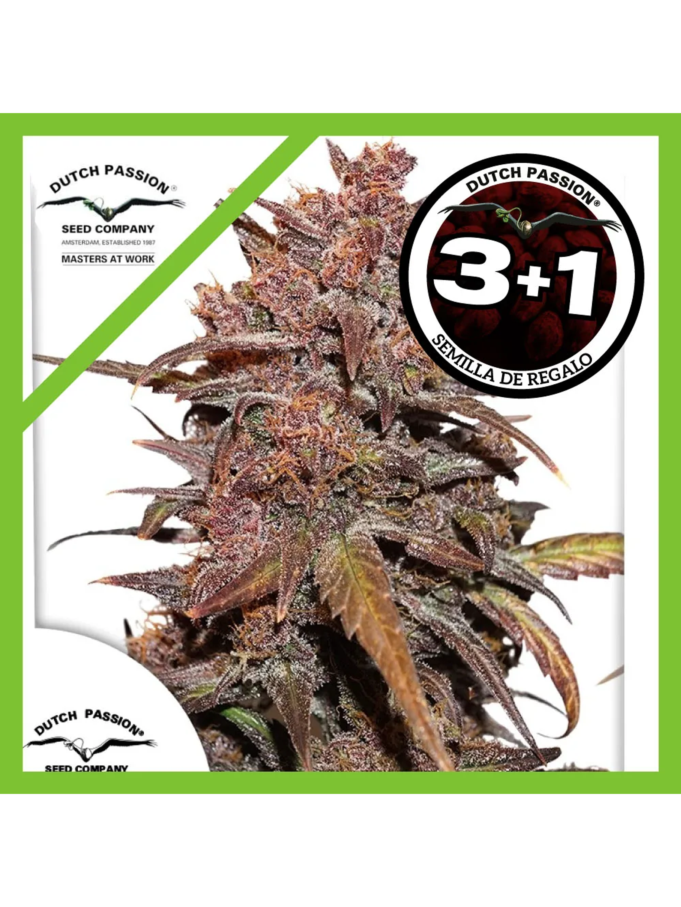 Blackberry Kush Cbd Auto -Dutch Passion (X3/X3+1) 2