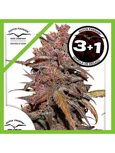Blackberry Kush Cbd Auto -Dutch Passion X3+1 1
