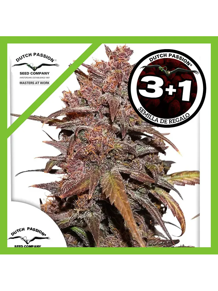Blackberry Kush Cbd Auto -Dutch Passion X3+1 1