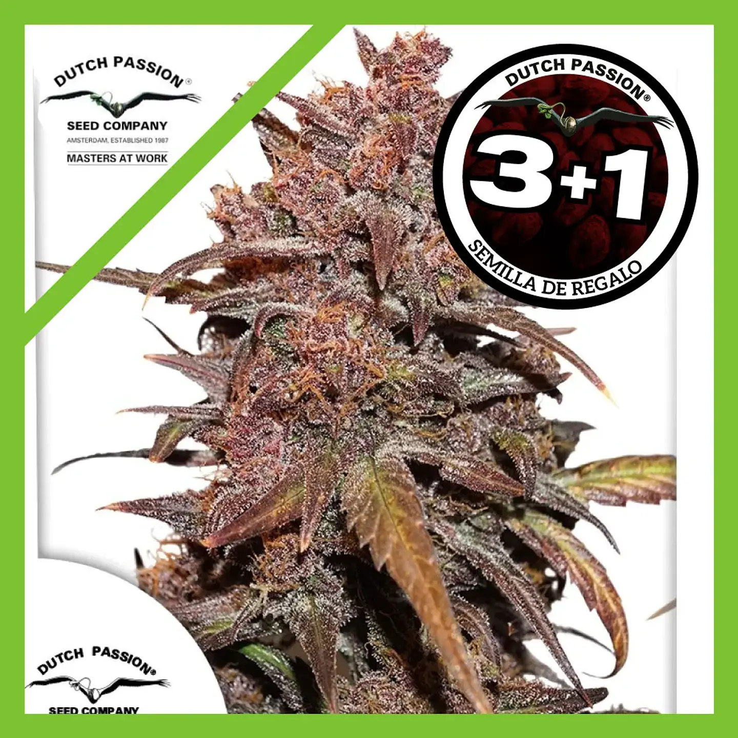 Blackberry Kush Cbd Auto -Dutch Passion X3+1 1