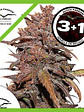 Blackberry Kush Cbd Auto X3-Dutch Passion - Miniatura 2