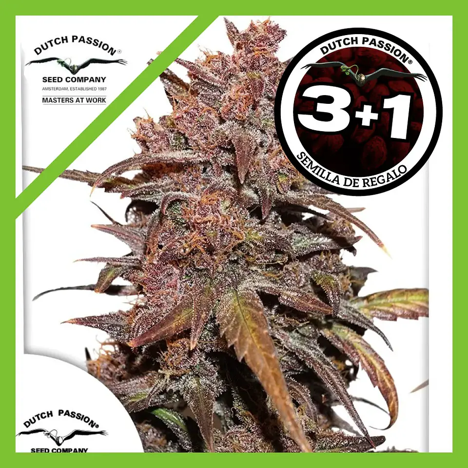 Blackberry Kush Cbd Auto -Dutch Passion X3+1 1
