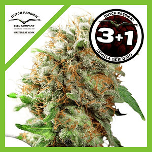 Mazar Fem X3-Dutch Passion