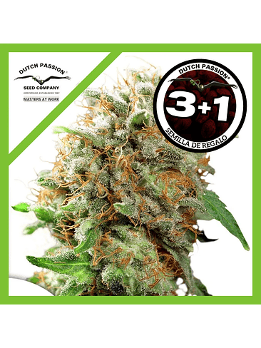 Mazar Fem X3-Dutch Passion 2