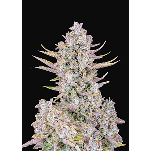 Purple Punch Auto X1-Fast Buds