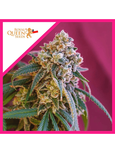 Green Punch Fem X1-Royal Queen Seeds 2