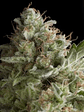American Pie Fem X3+1-Pyramid Seeds - Miniatura 2