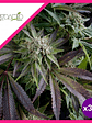 Blue Pyramid Fem X1-Pyramid Seeds - Miniatura 2