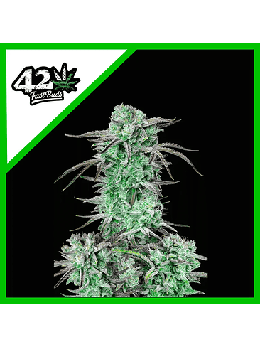 Strawberry Banana Auto X1-Fast Buds 2