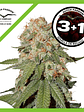 Orange Bud Fem X3-Dutch Passion - Miniatura 2