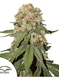 Orange Bud Fem X3-Dutch Passion - Miniatura 3