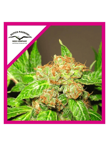 Orange Bud Fem X3-Dutch Passion 4