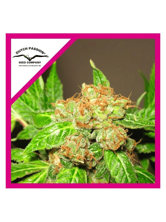 Orange Bud Fem X3-Dutch Passion 4