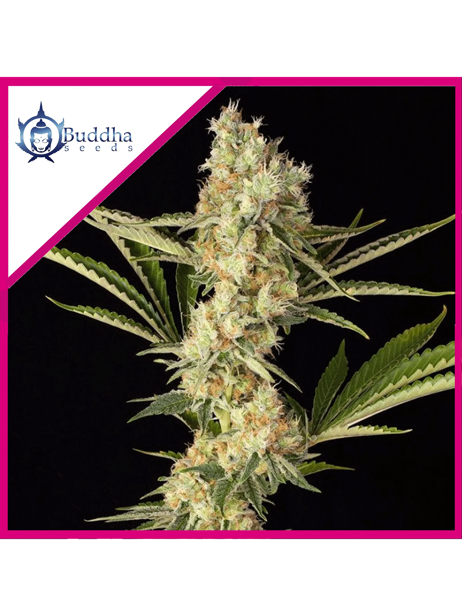 Wedding Cheesecake Fem -Buddha Seeds (X3+1) 2