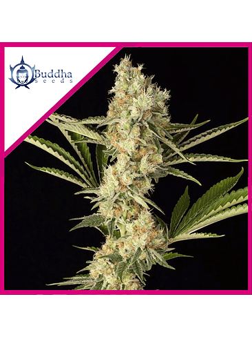 Wedding Cheesecake Fem X3+1-Buddha Seeds 2