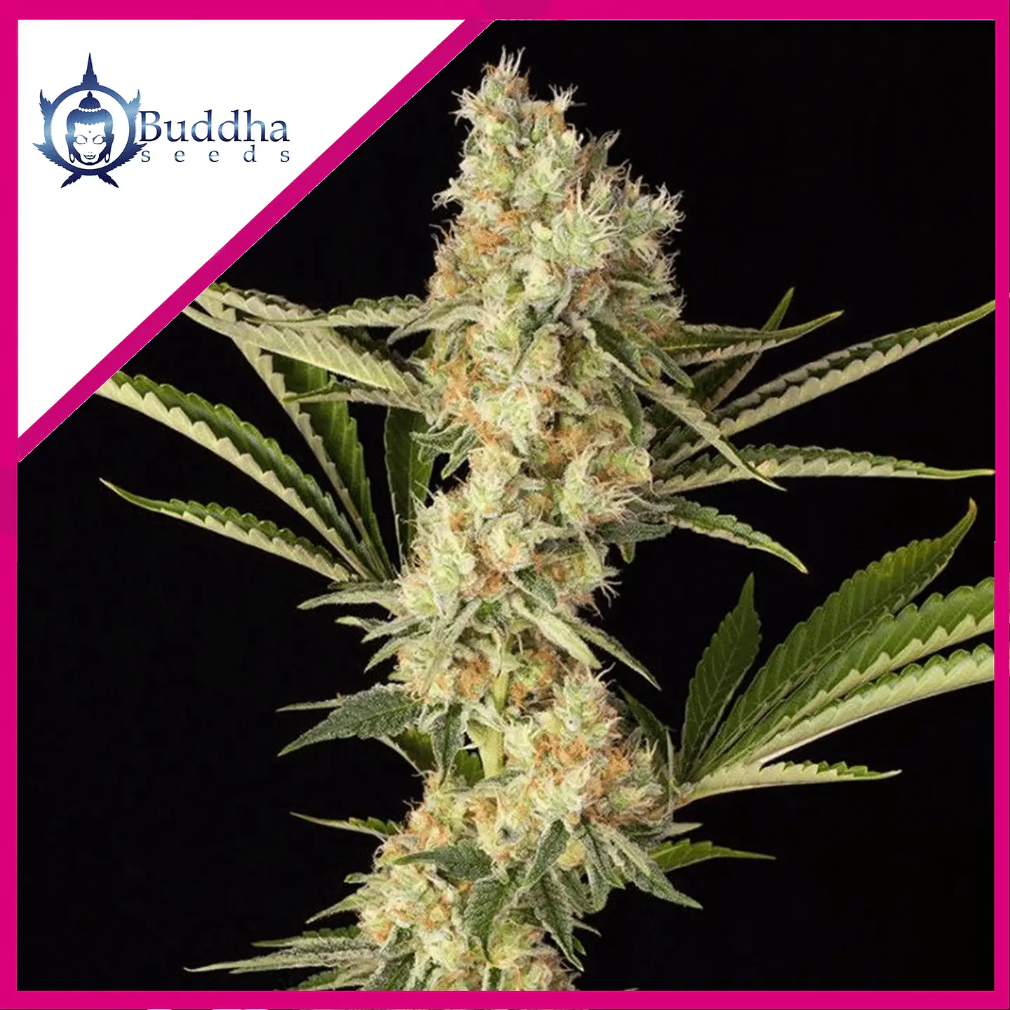 Wedding Cheesecake Fem -Buddha Seeds (X3+1) 2