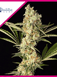 Wedding Cheesecake Fem X3+1-Buddha Seeds - Miniatura 2