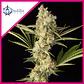 Wedding Cheesecake Fem -Buddha Seeds (X3+1) - Miniatura 2