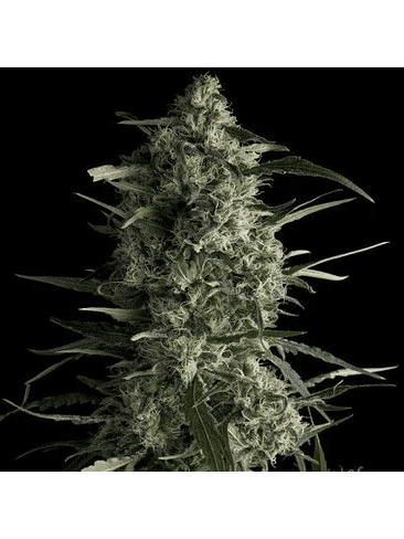 Galaxy  Fem X1-Pyramid Seeds 3