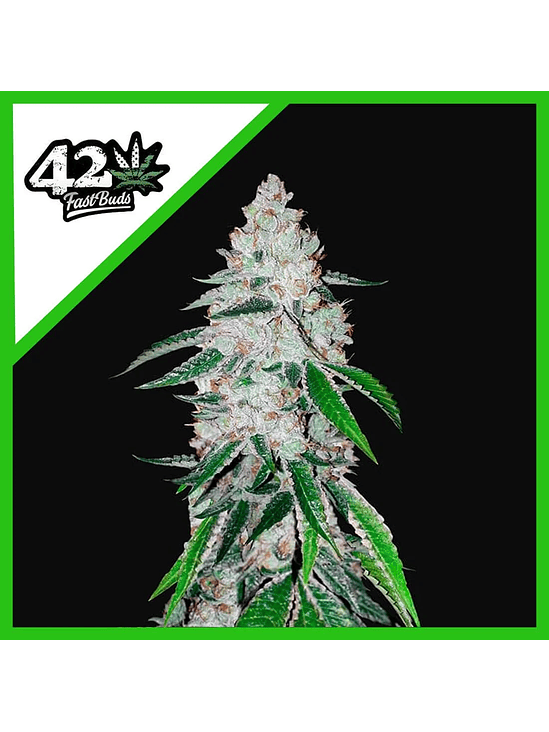 West Coast Og Auto X1-Fast Buds 2