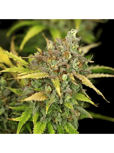 Sweet Zz Usa Premium Auto X1-Royal Queen 2