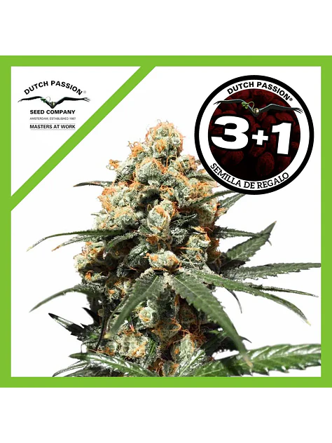 Orange Hill Special Fem -Dutch Passion X3+1 1