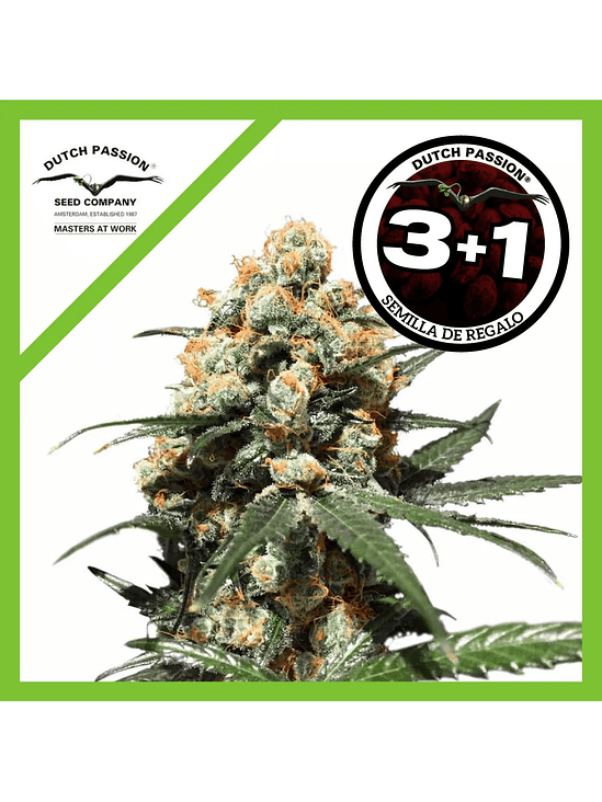 Orange Hill Special Fem X3-Dutch Passion 2