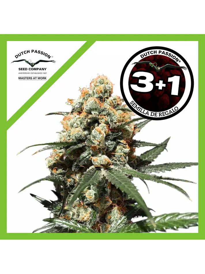 Orange Hill Special Fem -Dutch Passion X3+1 1