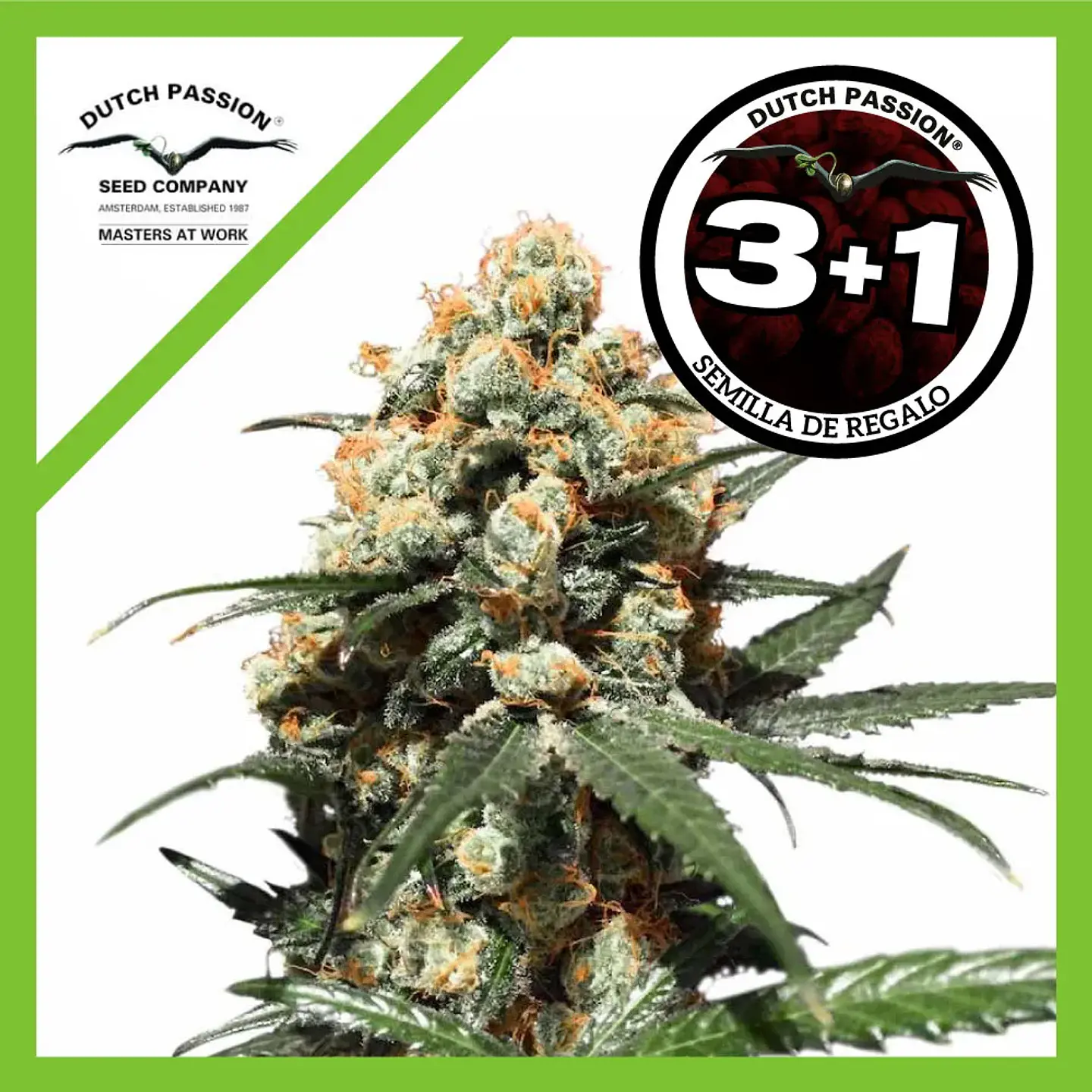 Orange Hill Special Fem -Dutch Passion X3+1 1