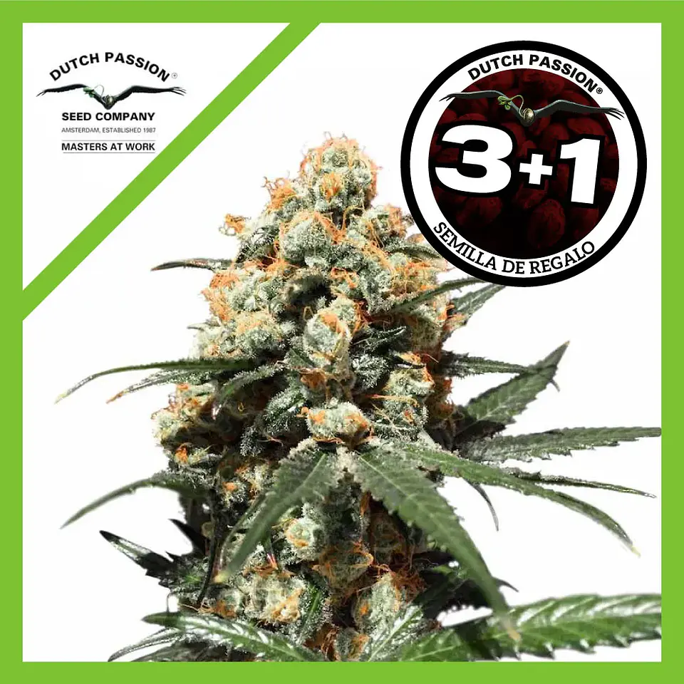 Orange Hill Special Fem -Dutch Passion X3+1 1