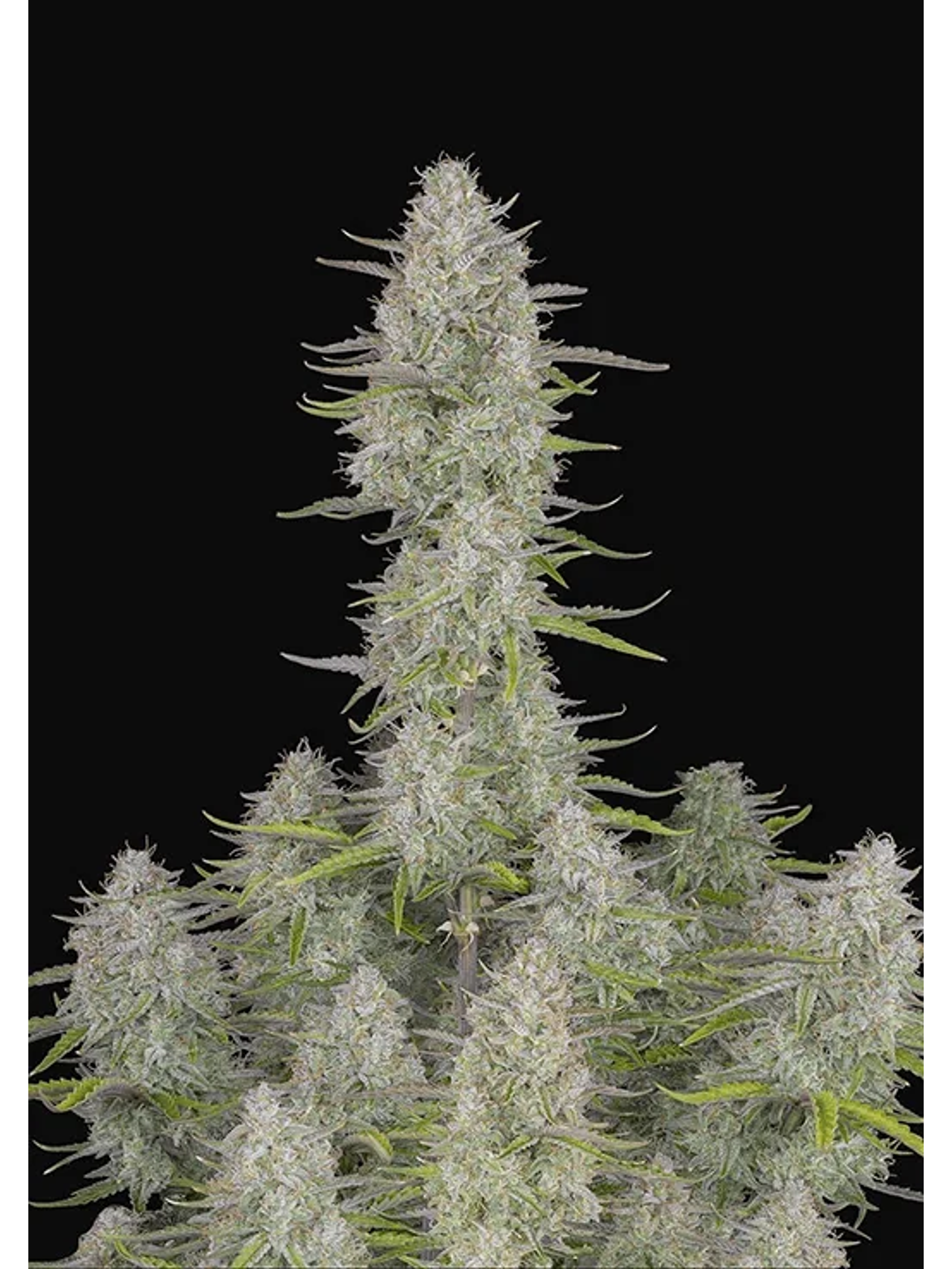 Wedding Cheescake Auto -Fast Buds (X3/X1) 2