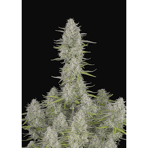 Wedding Cheescake Auto X1-Fast Buds