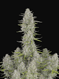 Wedding Cheescake Auto X1-Fast Buds - Miniatura 2