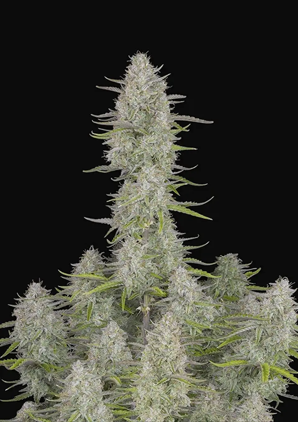 Wedding Cheescake Auto -Fast Buds (X3/X1) 2