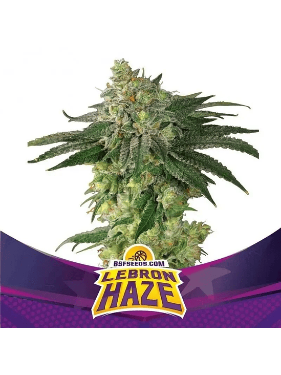 Lebron Haze  Fem X2-Bsf 3