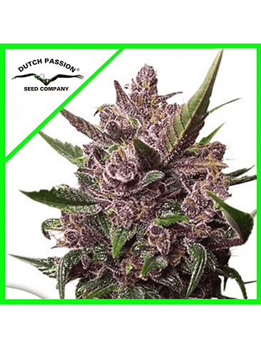 Blackberry Kush Auto X3+1-Dutch Passion 2