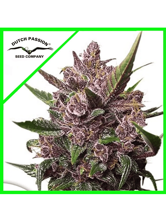 Blackberry Kush Auto X3+1-Dutch Passion 2