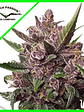 Blackberry Kush Auto X3+1-Dutch Passion - Miniatura 2