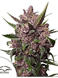 Blackberry Kush Auto X3+1-Dutch Passion - Miniatura 3