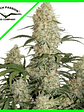 Critical Orange Punch Auto X3+1-Dutch Passion - Miniatura 2