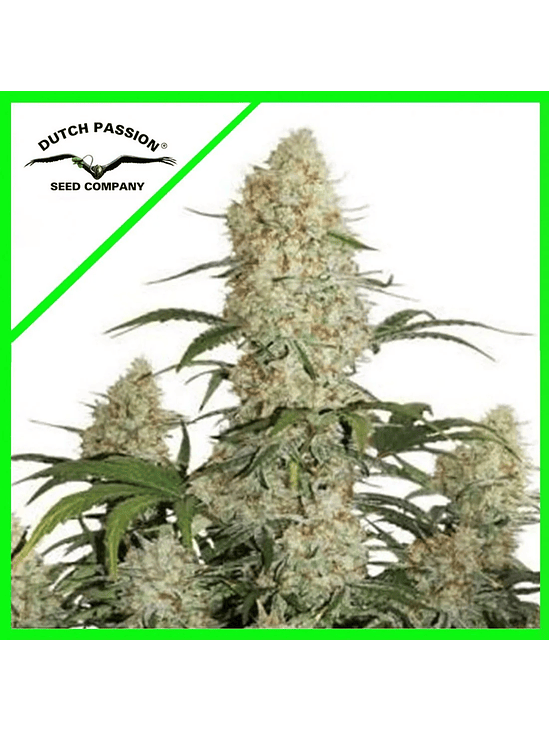 Critical Orange Punch Auto X3+1-Dutch Passion 4