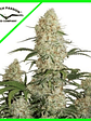 Critical Orange Punch Auto X3+1-Dutch Passion - Miniatura 4