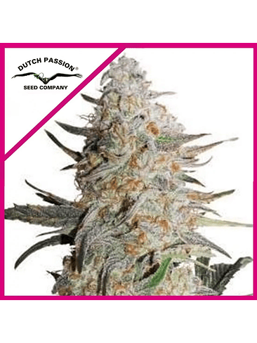 Critical Orange Punch Fem X3+1-Dutch Passion 3