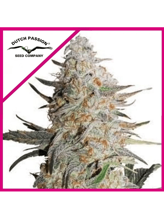 Critical Orange Punch Fem X3+1-Dutch Passion 3